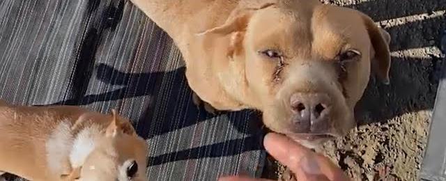 Two Pregnant Dogs Chase Down A Van | The Dodo