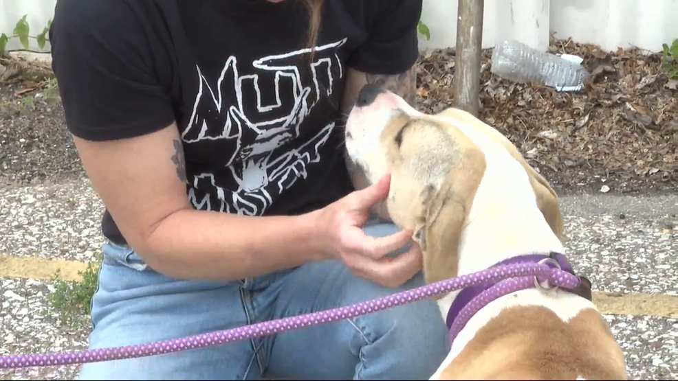 Several dogs in foster homes after 2 teens caught beating puppies