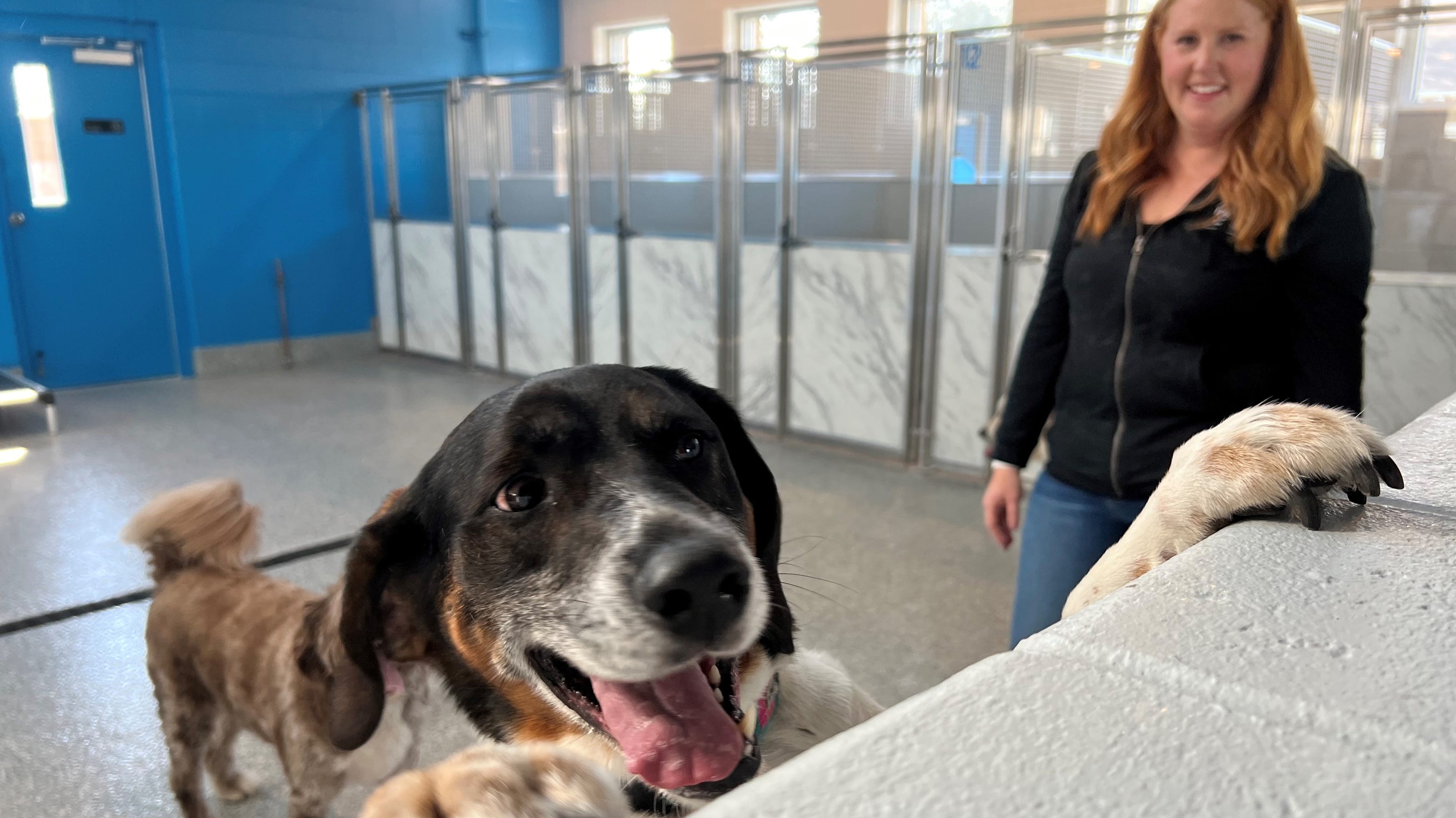 Pup Town in South Lyon welcomes dogs for daycare, overnight stays