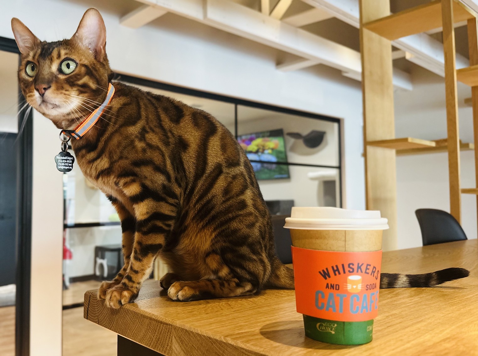 Whiskers and Soda Cafe: Grab a Coffee and Adopt a Cat