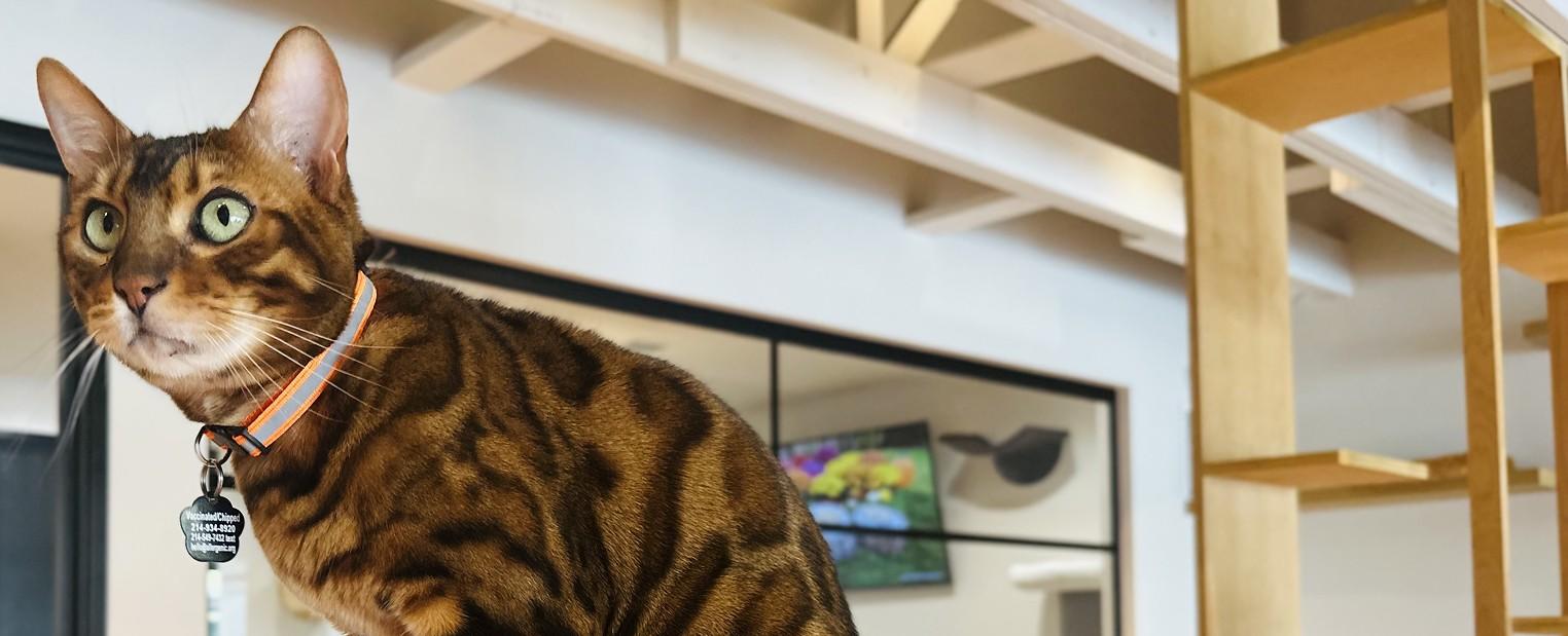 Whiskers and Soda Cafe: Grab a Coffee and Adopt a Cat
