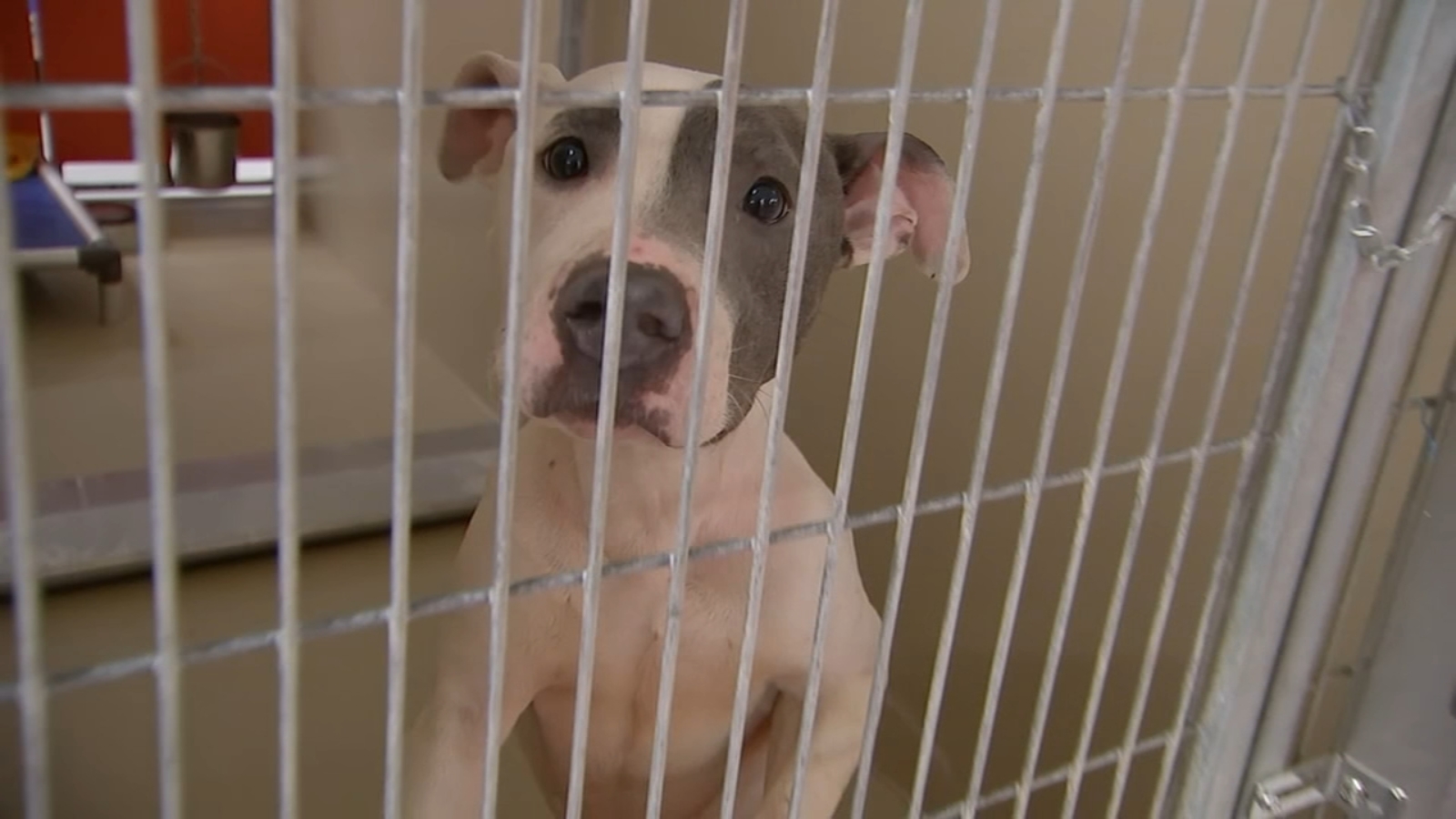 ACCT Philadelphia needs to find homes for about 70 dogs by next week due to canine flu