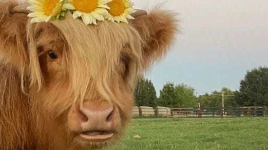 Pet cow named Maple killed in Fort Smith, Arkansas, dog attack
