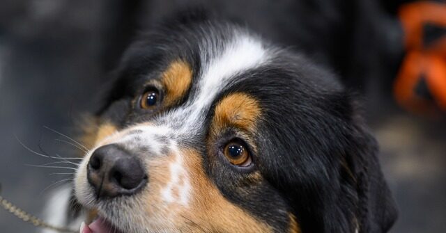 PHOTO: Missing Dog Treks 166 Miles Across Sea Ice While Wounded