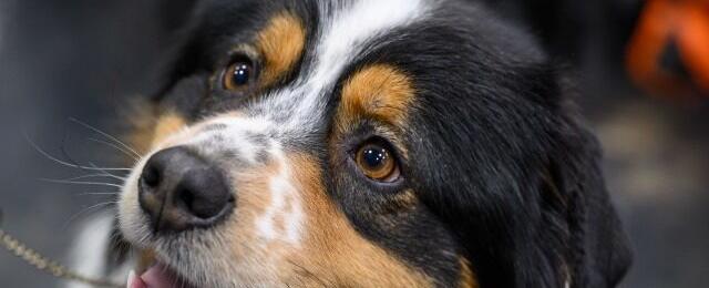 PHOTO: Missing Dog Treks 166 Miles Across Sea Ice While Wounded