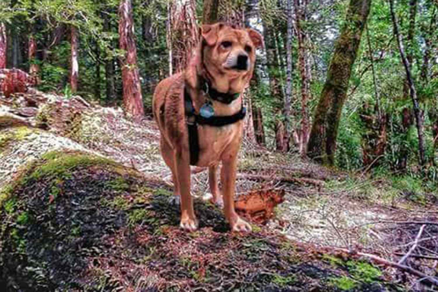 Shiba Inu Dog Helps Track Down Missing Pets in California Mountains