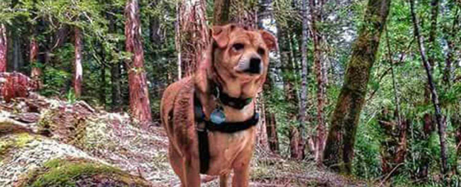 Shiba Inu Dog Helps Track Down Missing Pets in California Mountains