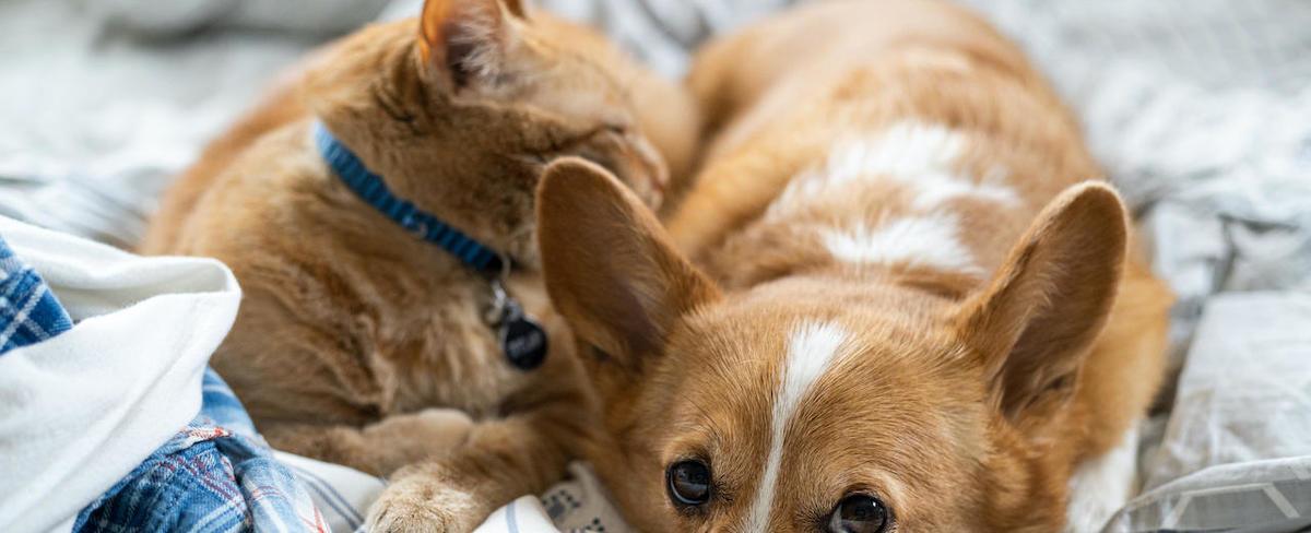 Pets and your health: Pros and cons to keep in mind