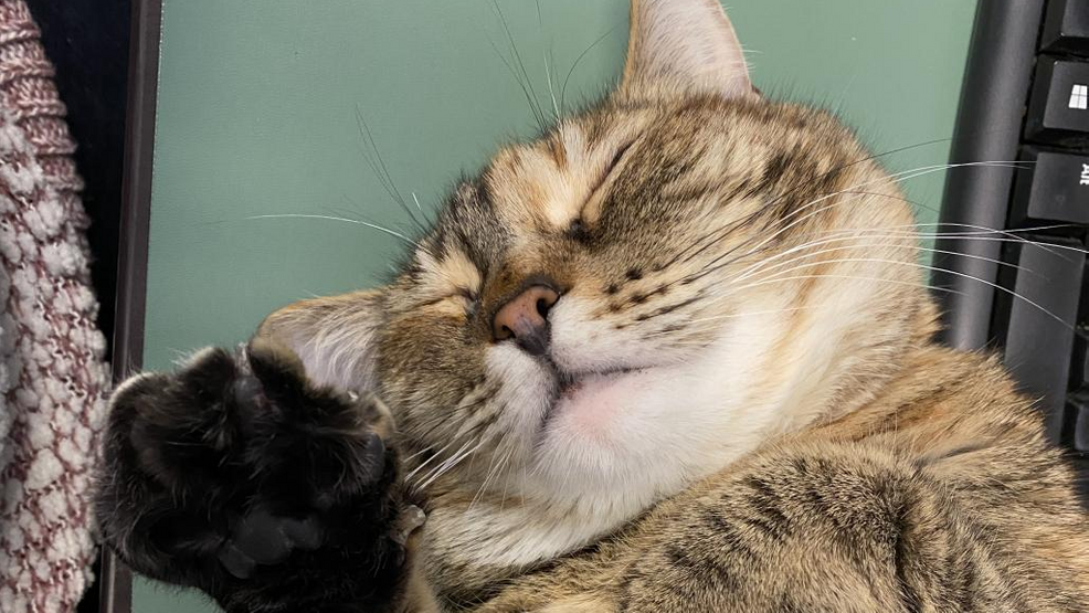 Pet of the Week: Nala