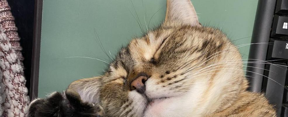 Pet of the Week: Nala