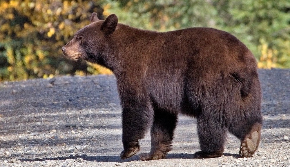 Bear kills dog in Jasper National Park, a warning for pet owners