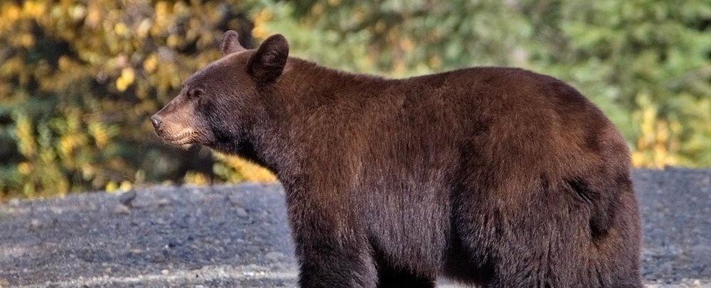 Bear kills dog in Jasper National Park, a warning for pet owners