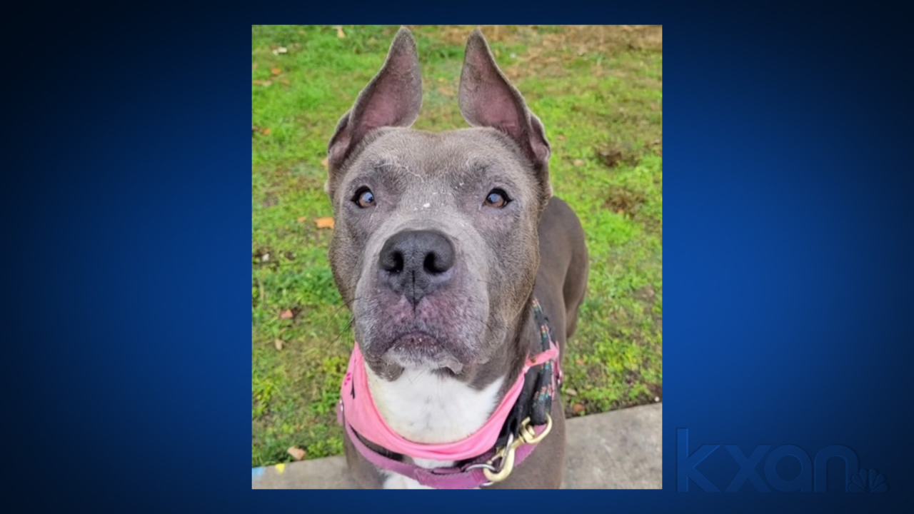 Missing Austin dog reunited with family nearly 1 year later