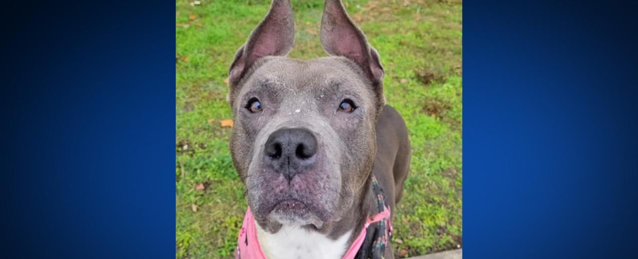 Missing Austin dog reunited with family nearly 1 year later