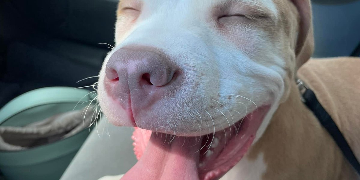 CHIME IN: Post your pet for National Pet Day 2023!