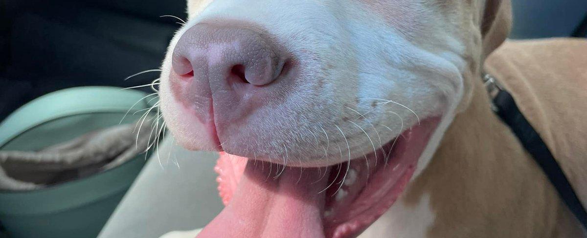 CHIME IN: Post your pet for National Pet Day 2023!