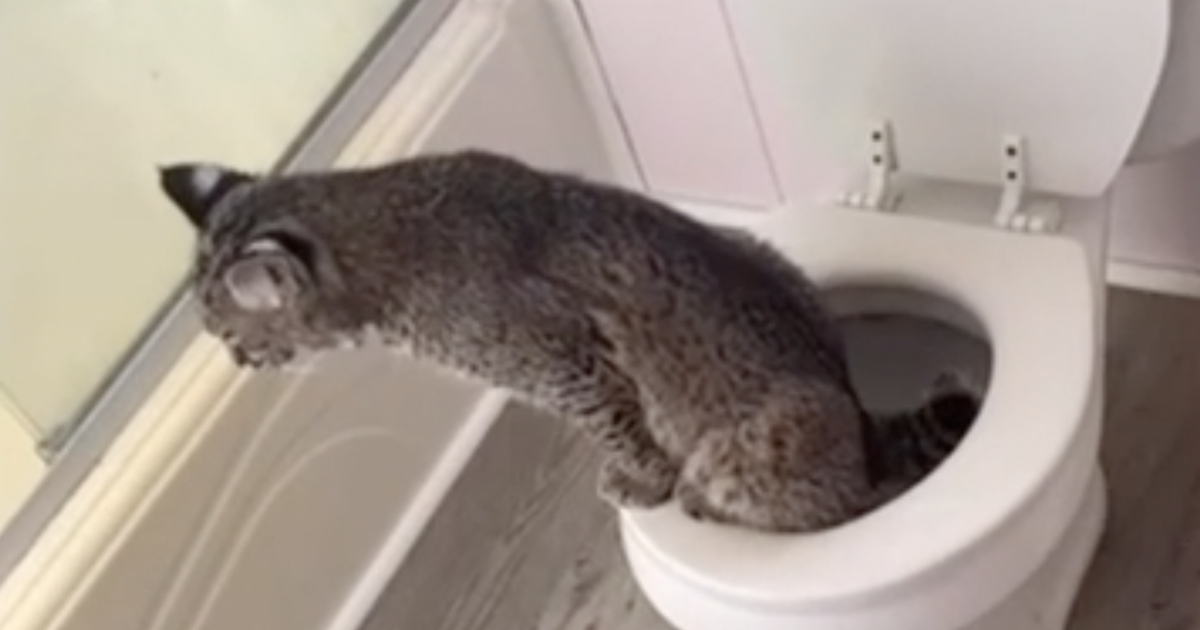 Grant County family's potty-trained pet bobcat seized by state officers