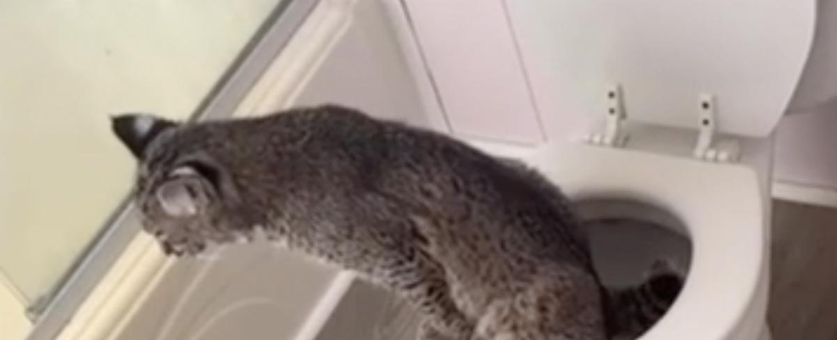 Grant County family's potty-trained pet bobcat seized by state officers