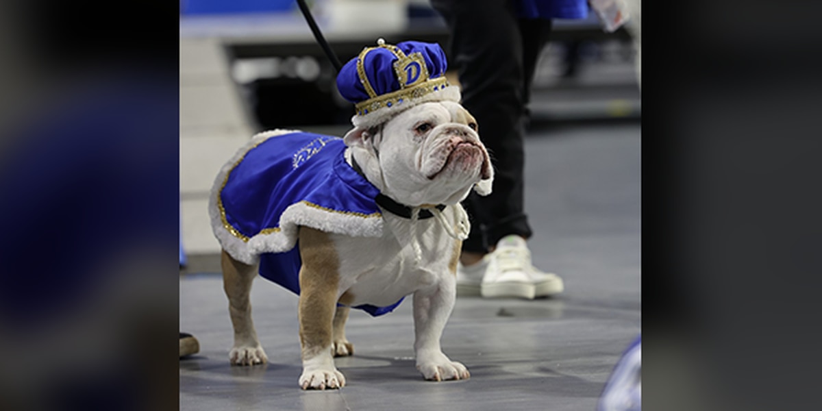 Drake University picks top dog at 44th annual Beautiful Bulldog Contest