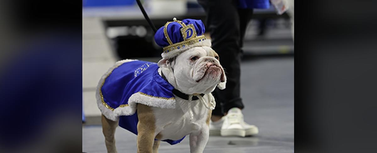 Drake University picks top dog at 44th annual Beautiful Bulldog Contest