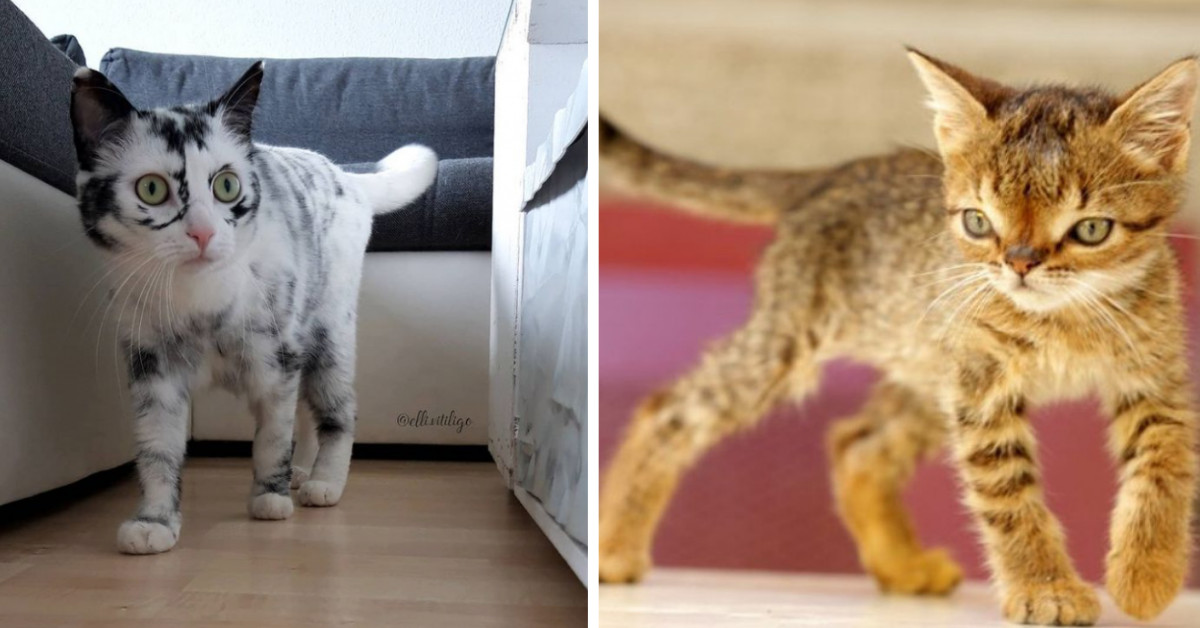 14 Pets Who Look Even More Adorable Due To Their Unique Characteristics Caused By Genetic Mutation