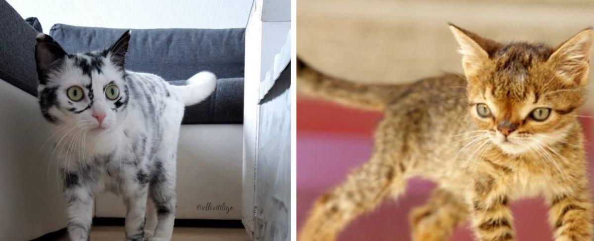 14 Pets Who Look Even More Adorable Due To Their Unique Characteristics Caused By Genetic Mutation