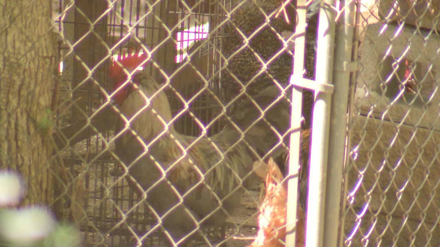 ‘All day and all night:’ Community says Atlanta neighbor’s pet roosters are keeping them awake