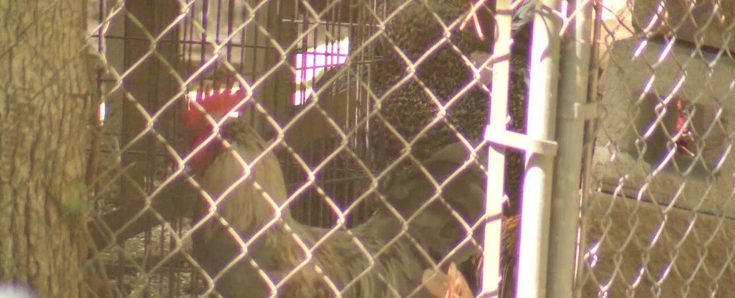 ‘All day and all night:’ Community says Atlanta neighbor’s pet roosters are keeping them awake