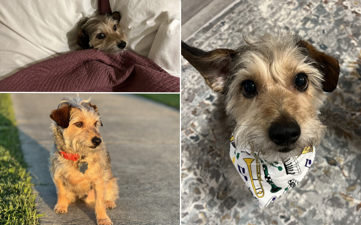 Georgie the terrier who loves to bunny-hop wins Pet of the Week