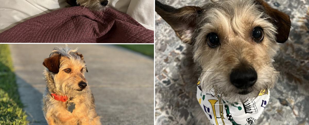 Georgie the terrier who loves to bunny-hop wins Pet of the Week