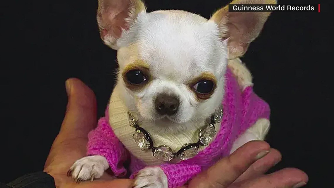 World's shortest living dog: Pearl the pocket-sized Chihuahua