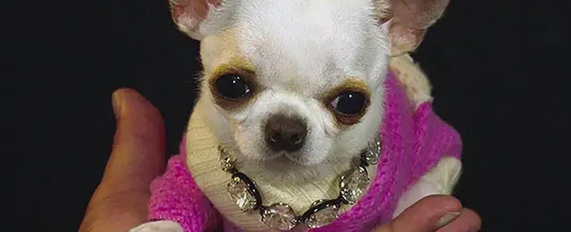 World's shortest living dog: Pearl the pocket-sized Chihuahua