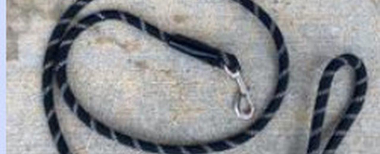 Dozens of dogs could be euthanized as canine flu hits Pa. shelter