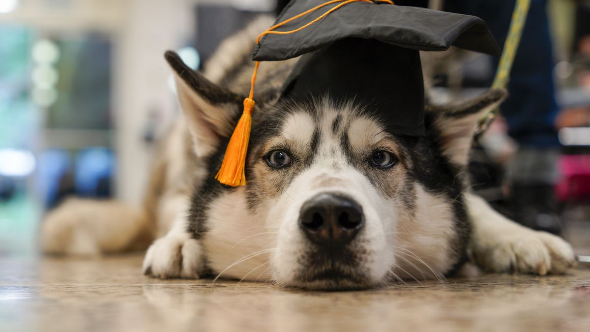 Eckerd College in St. Petersburg holds pet graduation