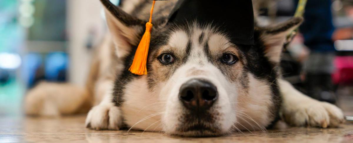 Eckerd College in St. Petersburg holds pet graduation