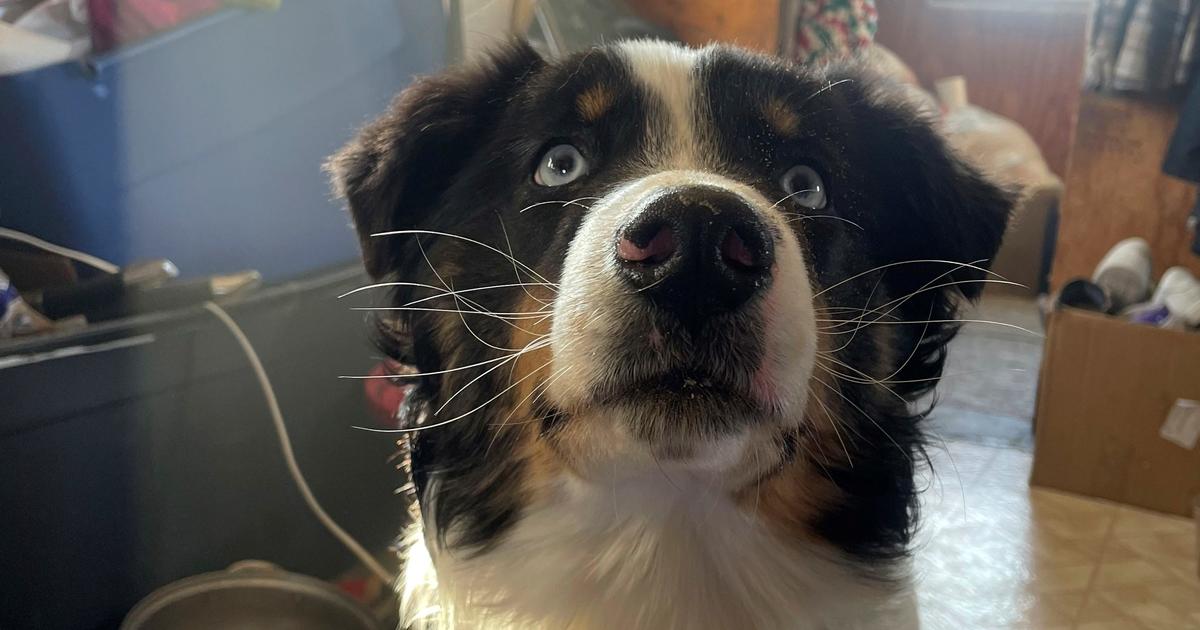 Missing dog walks 150 miles across Alaskan sea ice, survives "really big bite" by unknown animal