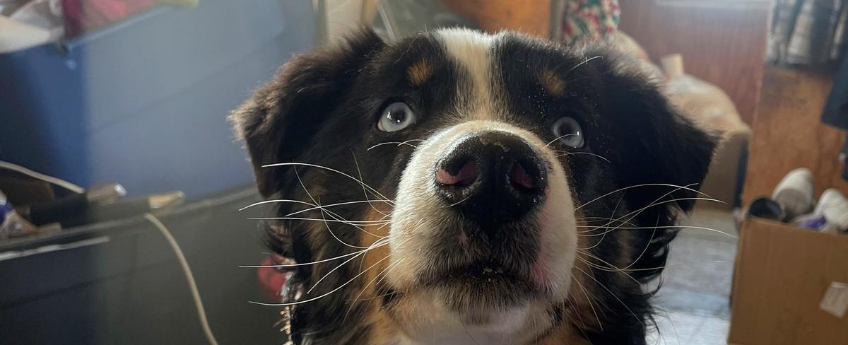 Missing dog walks 150 miles across Alaskan sea ice, survives "really big bite" by unknown animal