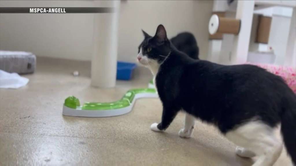 ‘A Taylor Swift Fan’: Taylor Swift-loving cat with unique name now up for adoption