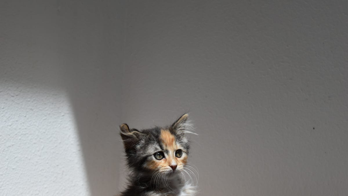 Meet Unicorn, a Loveland cat shelter's extremely rare male calico kitten