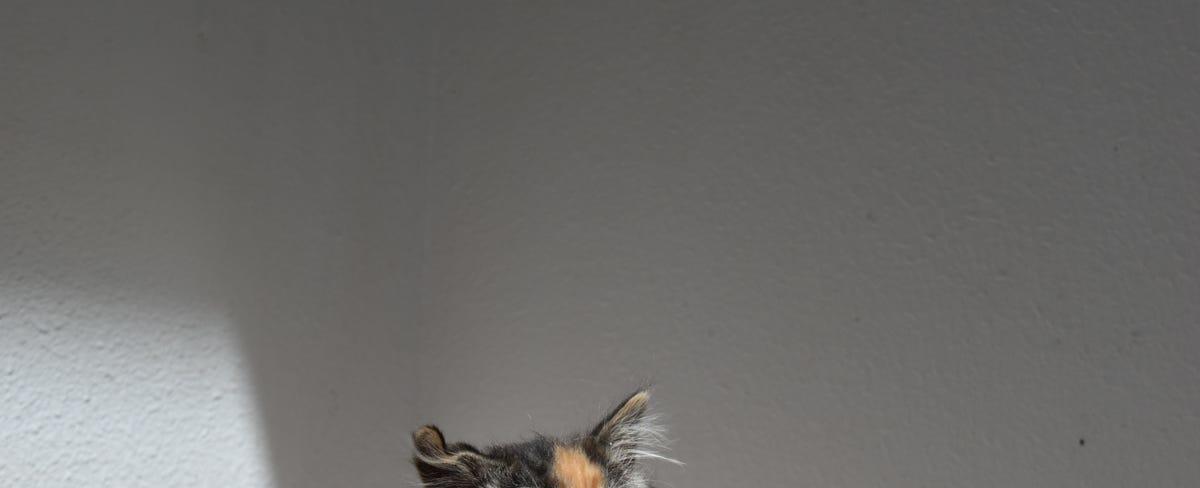 Meet Unicorn, a Loveland cat shelter's extremely rare male calico kitten