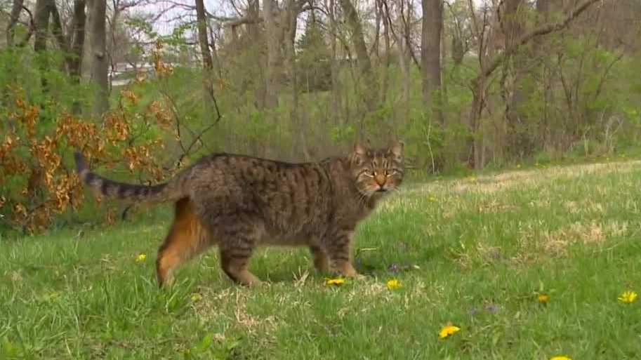 Cat fight: Woman at odds with Iowa city over feral cats that live in park