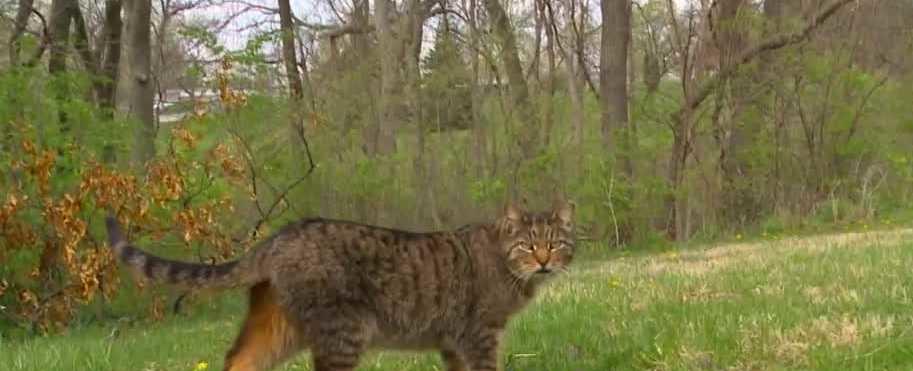 Cat fight: Woman at odds with Iowa city over feral cats that live in park