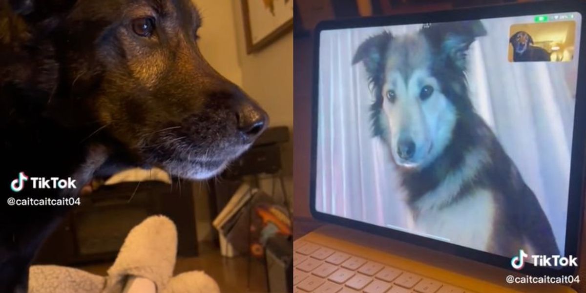 ​Two dogs have long distance relationship over FaceTime