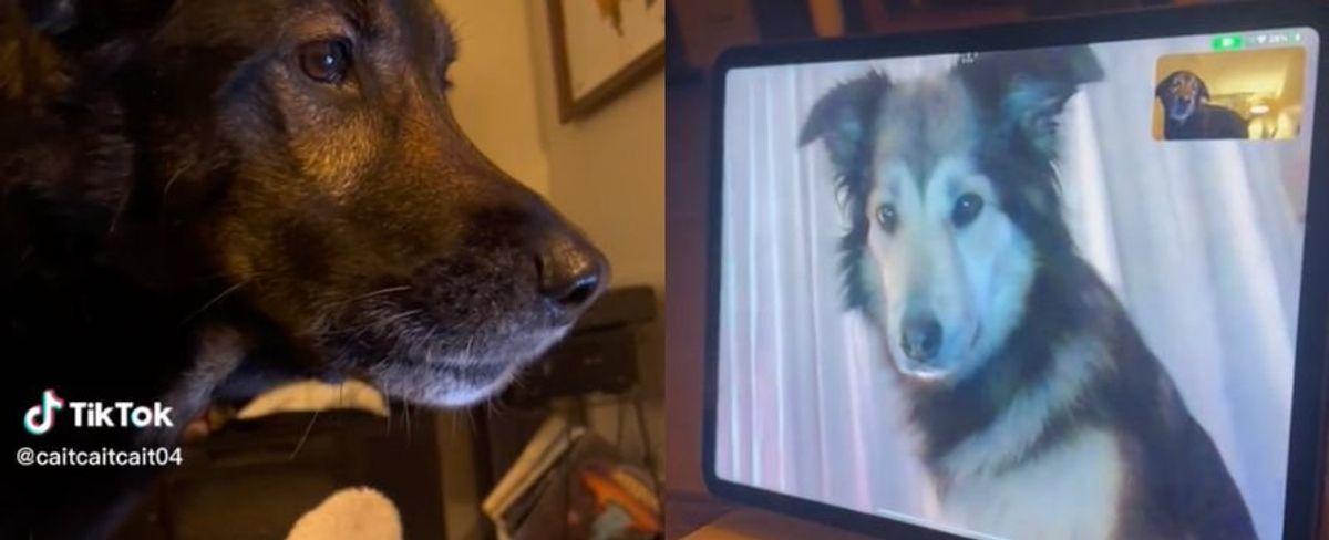 Two dogs have long distance relationship over FaceTime