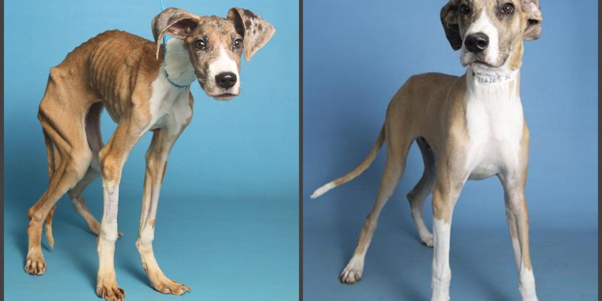 Emaciated puppy found near dumpster nurtured back to health, ready for adoption
