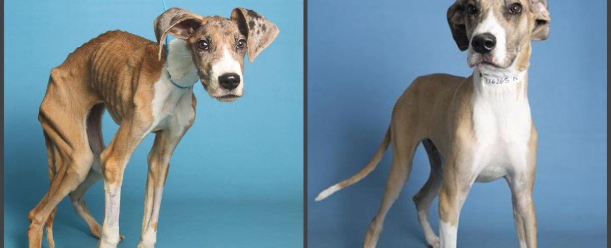 Emaciated puppy found near dumpster nurtured back to health, ready for adoption