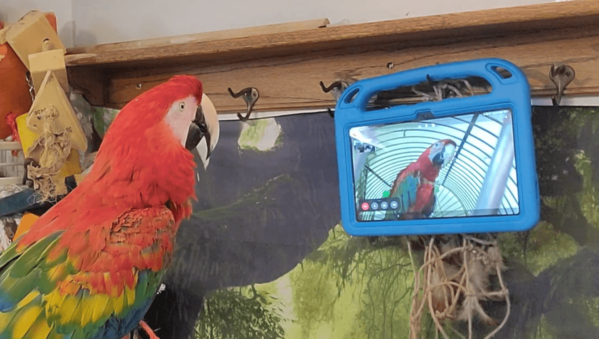Pet Parrots Taught To Video Call Each Other To Prevent Loneliness