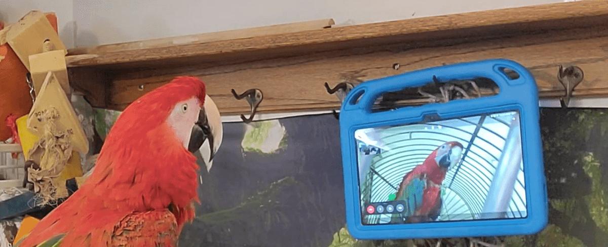 Pet Parrots Taught To Video Call Each Other To Prevent Loneliness