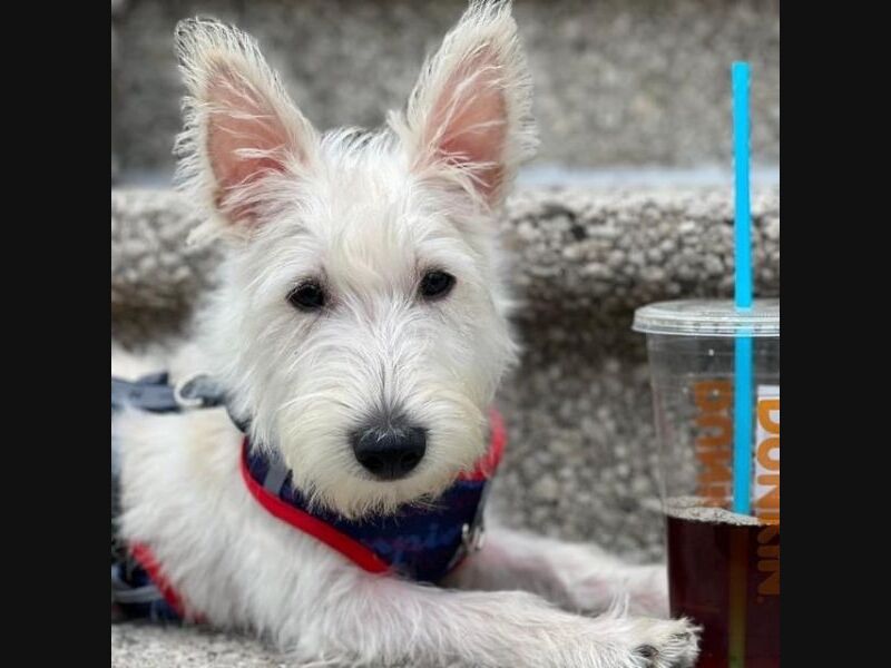 Pet Adoption In The New Rochelle Area: New Pets Added This Week