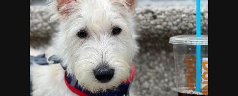 Pet Adoption In The New Rochelle Area: New Pets Added This Week